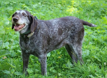 Deutsch Drahthaar Gera liebt Menschen, Hunde und Katzen/wartet in 29690 Schwarmstedt