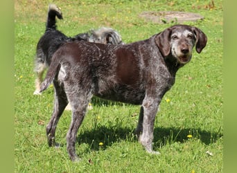 Deutsch Drahthaar Gera liebt Menschen, Hunde und Katzen/wartet in 29690 Schwarmstedt