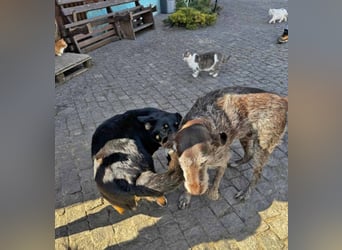 Deutsch Drahthaar Gera liebt Menschen, Hunde und Katzen/wartet in 29690 Schwarmstedt