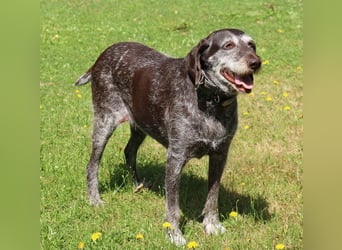 Deutsch Drahthaar Gera liebt Menschen, Hunde und Katzen/wartet in 29690 Schwarmstedt