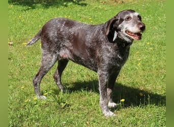 Deutsch Drahthaar Gera liebt Menschen, Hunde und Katzen/wartet in 29690 Schwarmstedt