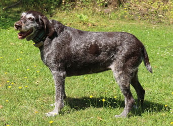 Deutsch Drahthaar Gera liebt Menschen, Hunde und Katzen/wartet in 29690 Schwarmstedt