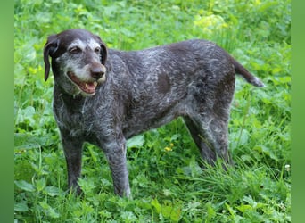 Deutsch Drahthaar Gera liebt Menschen, Hunde und Katzen/wartet in 29690 Schwarmstedt