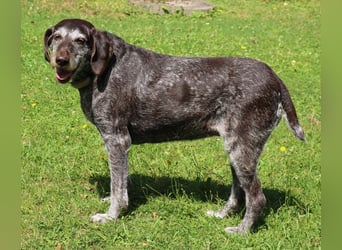 Deutsch Drahthaar Gera liebt Menschen, Hunde und Katzen/wartet in 29690 Schwarmstedt