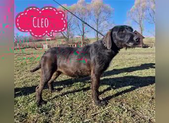 Cleo eine ängstliche Hündin