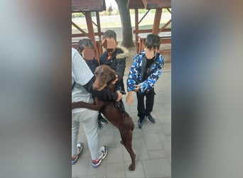 Familienhund gesucht? Neela wartet auf euch!