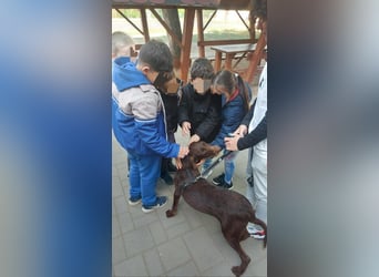 Familienhund gesucht? Neela wartet auf euch!