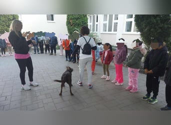 Familienhund gesucht? Neela wartet auf euch!