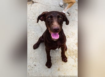 Familienhund gesucht? Neela wartet auf euch!