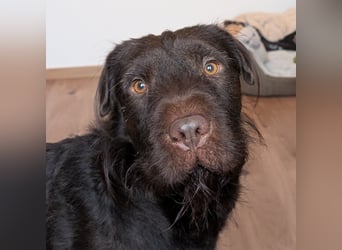 Zeb – ist wieder auf der Suche