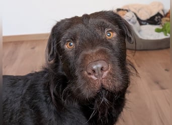 Zeb – ist wieder auf der Suche
