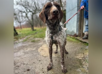 Jack - von der Kette ins Glück?  Fröhlicher Drahthaarmix sucht sportliche & liebevolle Familie