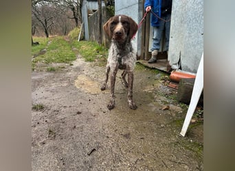 Jack - von der Kette ins Glück?  Fröhlicher Drahthaarmix sucht sportliche & liebevolle Familie