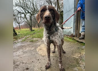 Jack - von der Kette ins Glück?  Fröhlicher Drahthaarmix sucht sportliche & liebevolle Familie