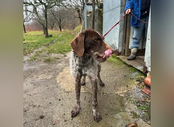 Jack - von der Kette ins Glück?  Fröhlicher Drahthaarmix sucht sportliche & liebevolle Familie