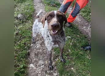 Jack - lebensfroher Drahthaarmix sucht sportliche Familie mit Herz und Hundeverstand