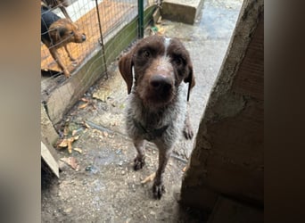 Jack - von der Kette ins Glück?  Fröhlicher Drahthaarmix sucht sportliche & liebevolle Familie