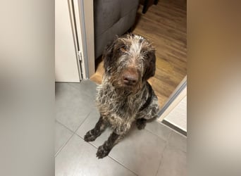 Juna - Traumhündin sucht aktive Menschen