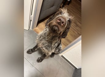 Juna - Traumhündin sucht aktive Menschen