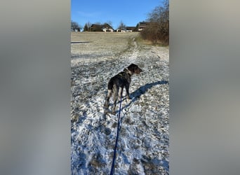 Juna - Traumhündin sucht aktive Menschen