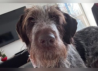 Juna - Traumhündin sucht aktive Menschen