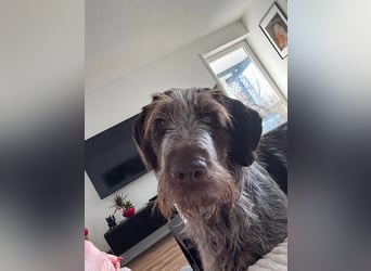 Juna - Traumhündin sucht aktive Menschen