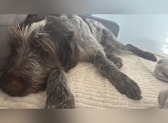 Juna - Traumhündin sucht aktive Menschen