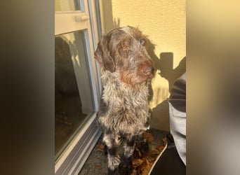 Juna - Traumhündin sucht aktive Menschen