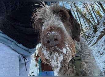 Juna - Traumhündin sucht aktive Menschen