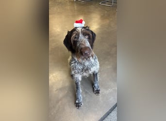 Juna - Traumhündin sucht aktive Menschen