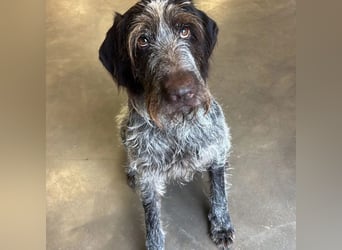 Juna - Traumhündin sucht aktive Menschen