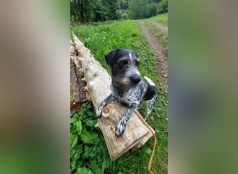 Findus liebt Spurensuche