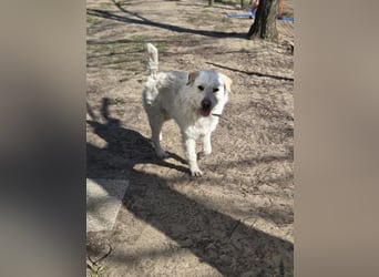 Fanton VA – Kleiner Schatz auf der Suche nach Sicherheit und Liebe