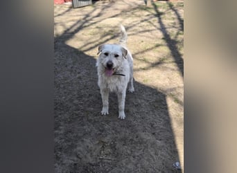 Fanton VA – Kleiner Schatz auf der Suche nach Sicherheit und Liebe