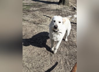 Fanton VA – Kleiner Schatz auf der Suche nach Sicherheit und Liebe