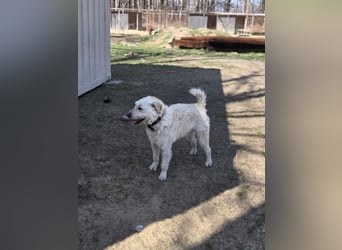 Fanton VA – Kleiner Schatz auf der Suche nach Sicherheit und Liebe