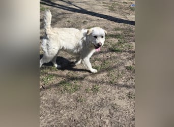 Fanton VA – Kleiner Schatz auf der Suche nach Sicherheit und Liebe