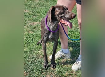 Mendi, geboren 28.06.2022, 60cm sucht liebevolles Zuhause