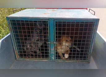 Nila: eine sanfte Seele zerbricht im Tierheim