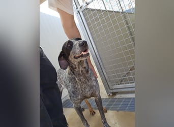 Nila: eine sanfte Seele zerbricht im Tierheim