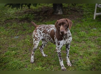 Chip-Nr. 135174 - der kräftige, freundliche Rüde freut sich auf ein tolles, hundeerfahrenes Zuhause!