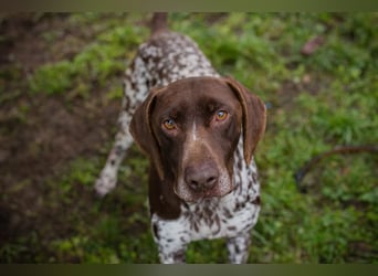 Chip-Nr. 135174 - der kräftige, freundliche Rüde freut sich auf ein tolles, hundeerfahrenes Zuhause!