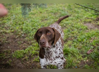 Chip-Nr. 135174 - der kräftige, freundliche Rüde freut sich auf ein tolles, hundeerfahrenes Zuhause!