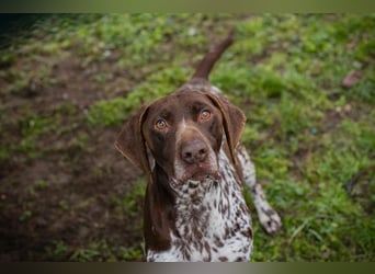 Chip-Nr. 135174 - der kräftige, freundliche Rüde freut sich auf ein tolles, hundeerfahrenes Zuhause!