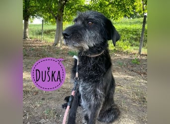 Duška eine sanfte liebevolle Hündin