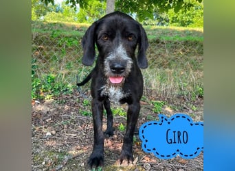 Giro ein lieber gutmütiger Hundebub
