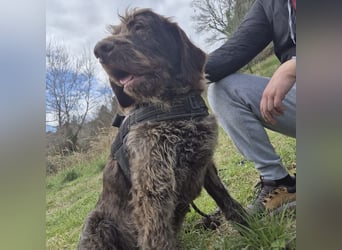 Klaus - ein freundlicher charmanter Bub