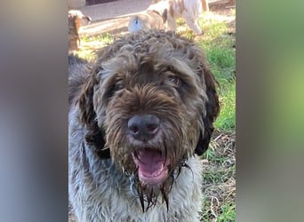 Book - ein großer guter Junge