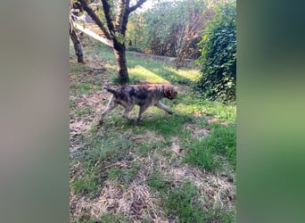 Book - ein großer guter Junge