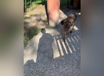 Book - ein großer guter Junge